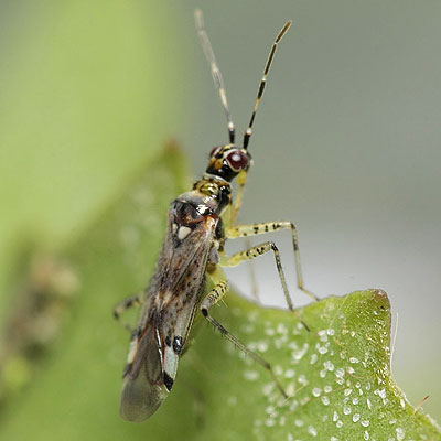 Dicyphus escalerae
