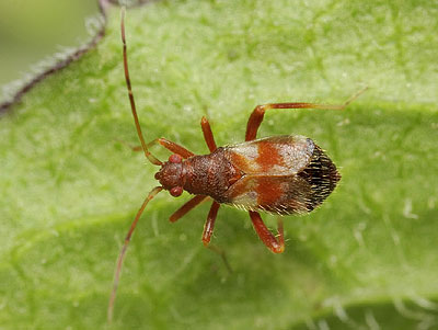 Hallodapus montandoni