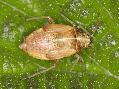 Harpocera thoracica nymph