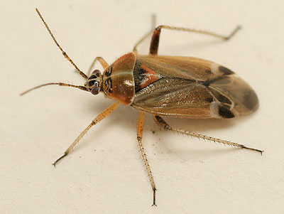 Harpocera thoracica female