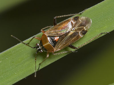 Harpocera thoracica female