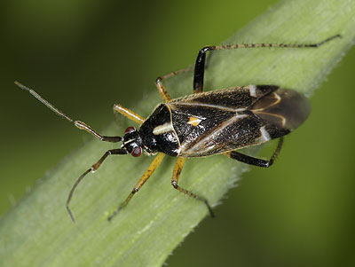 Harpocera thoracica male