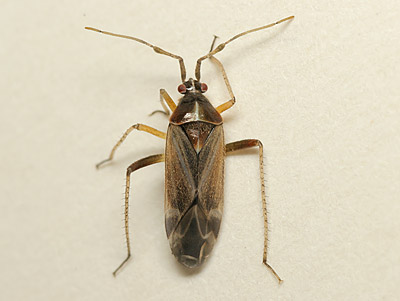 Harpocera thoracica male