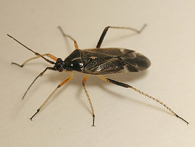 Harpocera thoracica male
