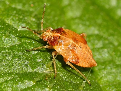 Harpocera thoracica nymph