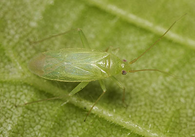 Orthotylus ochrotrichus