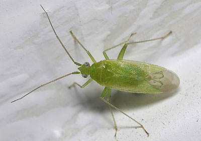 Orthotylus ochrotrichus