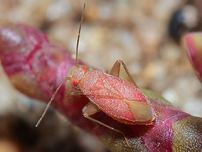Orthotylus rubidus