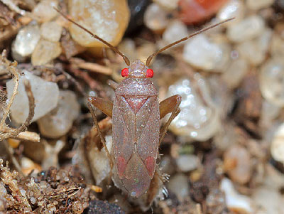 Orthotylus rubidus