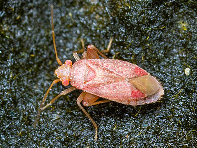 Orthotylus rubidus