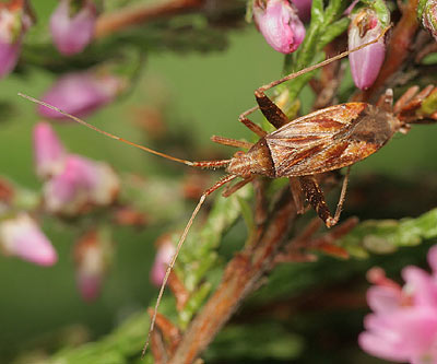 Phytocoris insignis
