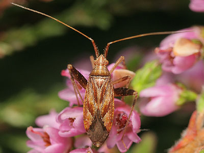 Phytocoris insignis