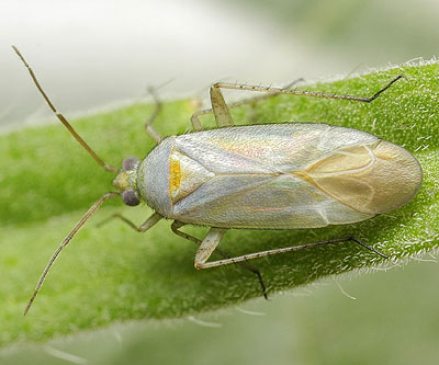 Placochilus seladonicus