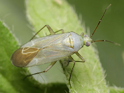 Placochilus seladonicus