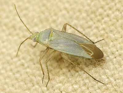 Placochilus seladonicus