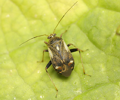 Polymerus palustris