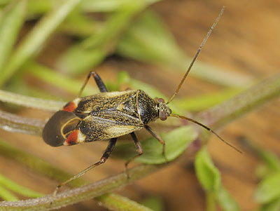 Polymerus palustris