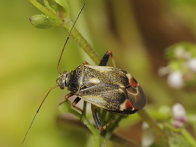 Polymerus palustris