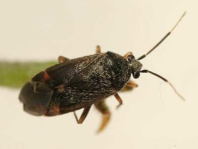 Psallus ambiguus