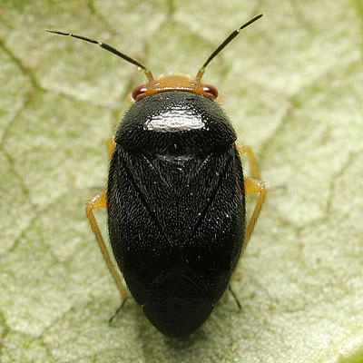 Strongylocoris leucocephalus