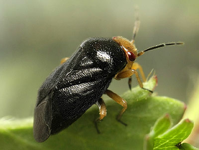 Strongylocoris leucocephalus