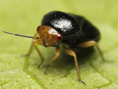 Strongylocoris leucocephalus