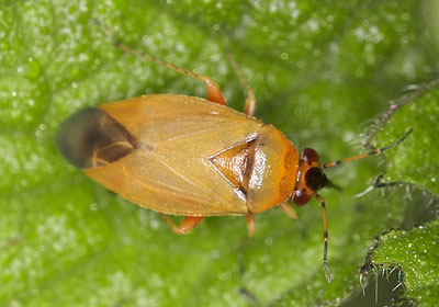 Salicarus roseri