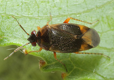 Salicarus roseri