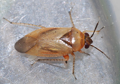 Salicarus roseri