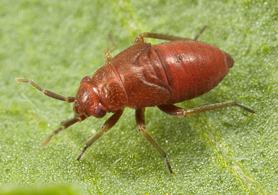 Salicarus roseri