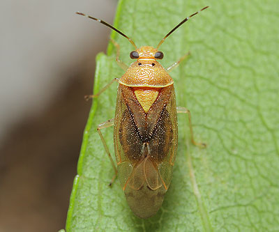 Tropidosteptes pacificus