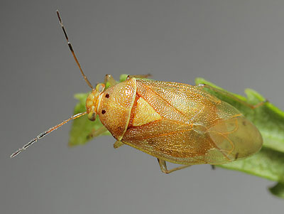 Tropidosteptes pacificus