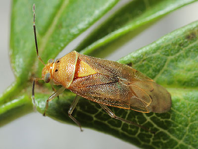 Tropidosteptes pacificus