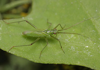 Teratocoris saundersi