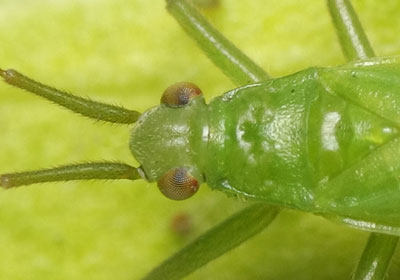 Teratocoris saundersi