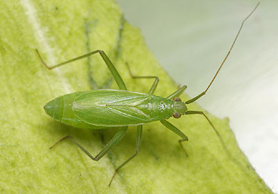 Teratocoris saundersi