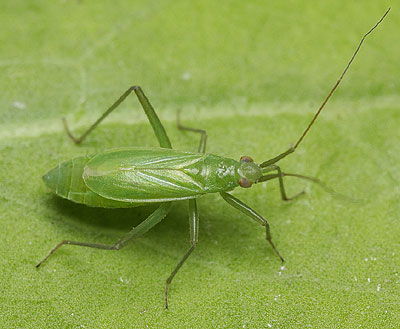 Teratocoris saundersi