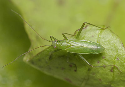 Teratocoris saundersi