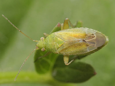 Tinicephalus hortulanus