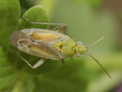 Tinicephalus hortulanus