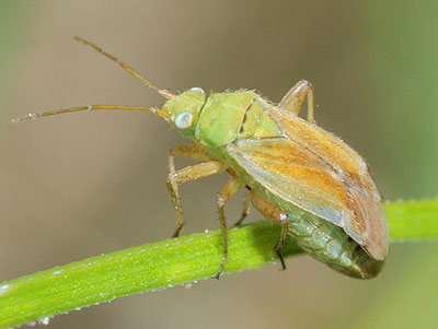 Tinicephalus hortulanus