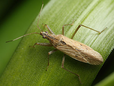 Nabis ferus