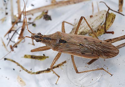 Nabis ferus