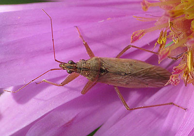 Nabis ferus