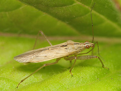 Nabis ferus