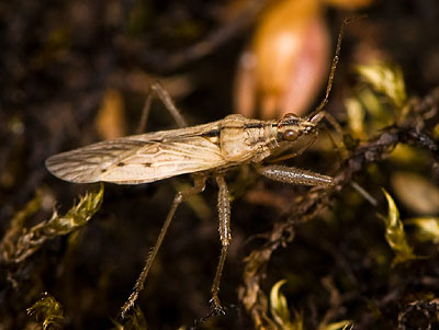 Nabis ferus