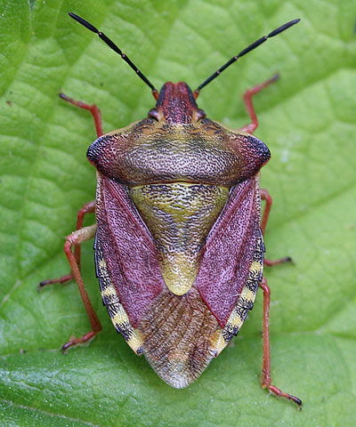 Carpocoris purpureipennis