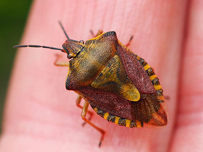 Carpocoris purpureipennis