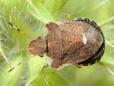 Dyroderes umbraculatus