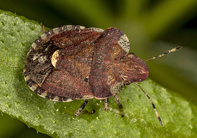 Dyroderes umbraculatus